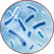 Probiotic bacteria